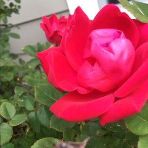 Meet your Posher, Shaynah